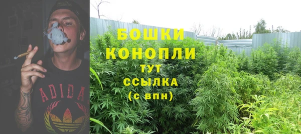сатива Верея